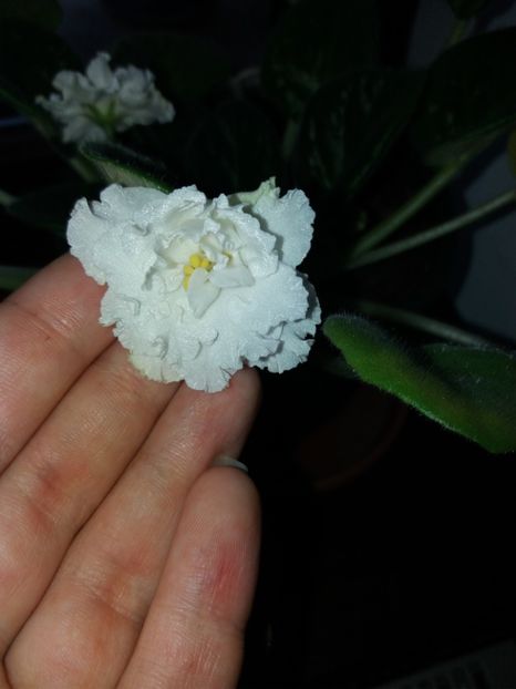 27 alb cu floare foarte mare - Violete