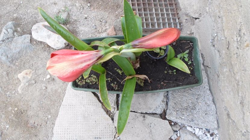 SAM_2733 - Flori de ghiveci 2o17