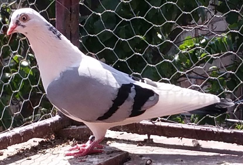 Data in Turda la Ciprian - D- Porumbei JUCATORI DE GALATI VANDUTI Album 3