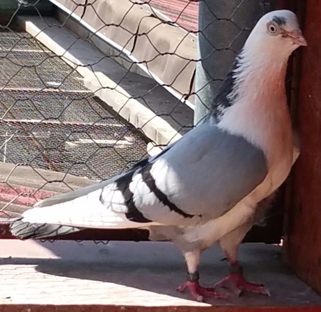 Data in Sibiu la Adi Basaraba - D- Porumbei JUCATORI DE GALATI VANDUTI Album 3