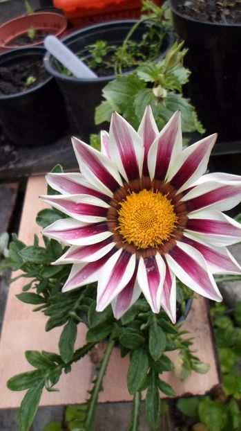 SAM_2778 - Flori de ghiveci 2o17