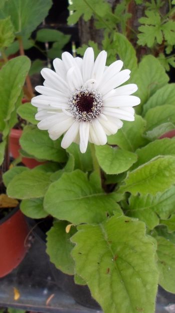 SAM_2769 - Flori de ghiveci 2o17