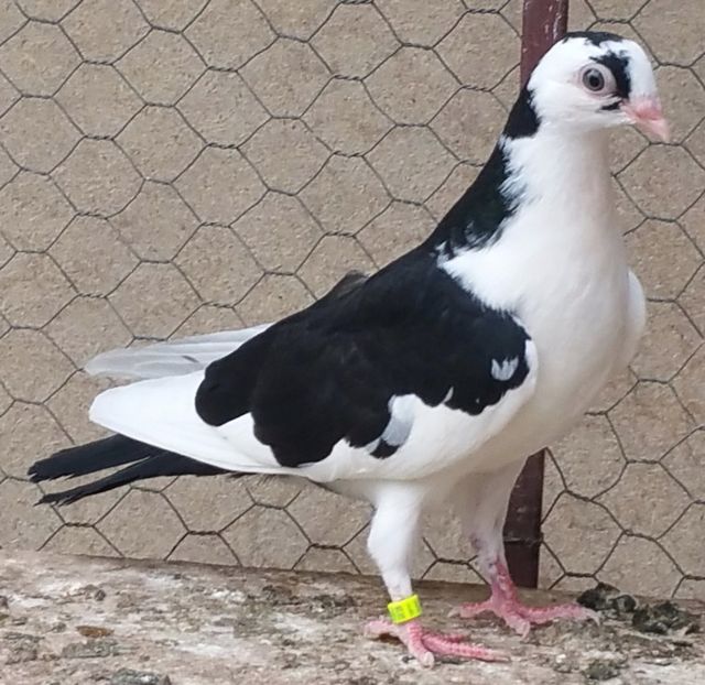 Dat in Ilfov la Tuinea - D- Porumbei JUCATORI DE GALATI VANDUTI Album 3