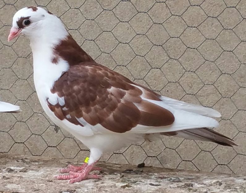 Dat in Ilfov la Tuinea - D- Porumbei JUCATORI DE GALATI VANDUTI Album 3