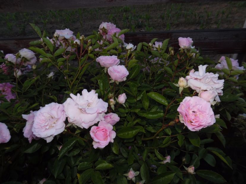  - Hybrid multiflora Beauty Thousand
