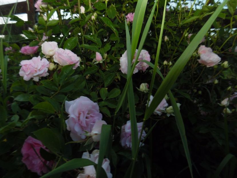  - Hybrid multiflora Beauty Thousand