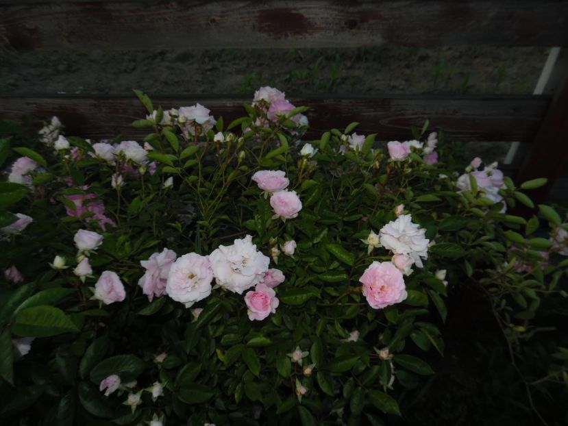  - Hybrid multiflora Beauty Thousand