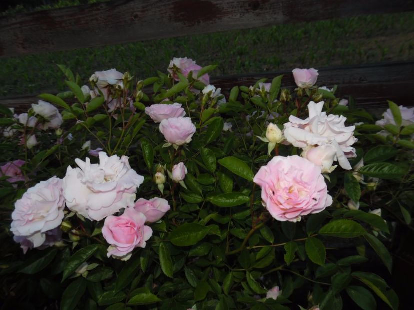  - Hybrid multiflora Beauty Thousand