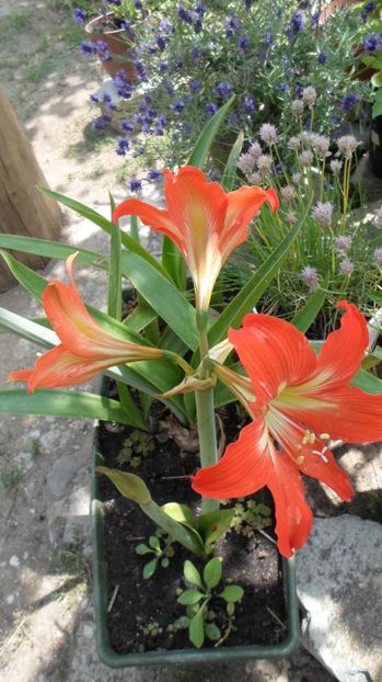 SAM_2837 - Flori de ghiveci 2o17