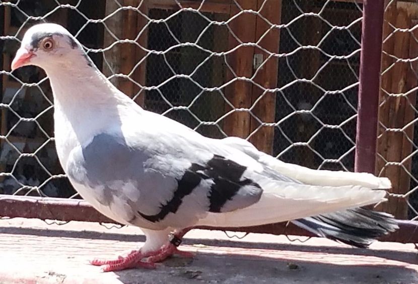 Data in Ilfov la Tuinea - D- Porumbei JUCATORI DE GALATI VANDUTI Album 3