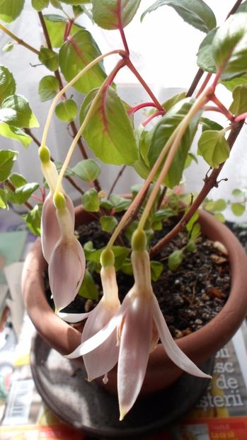 SAM_2847 - Flori de ghiveci 2o17