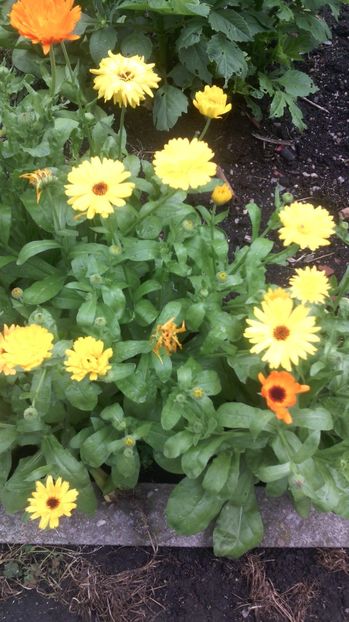  - Flori de gradina 2017