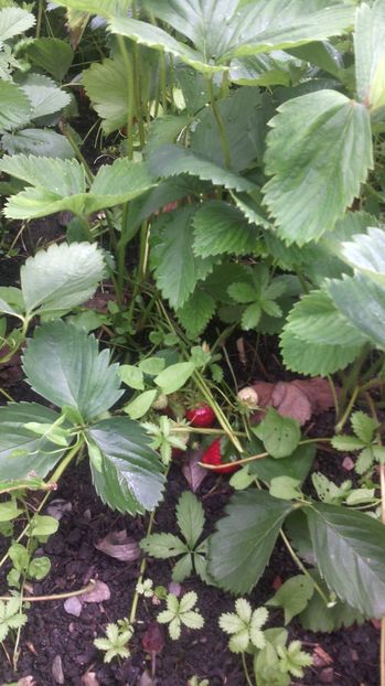 Căpșuni - Flori de gradina 2017