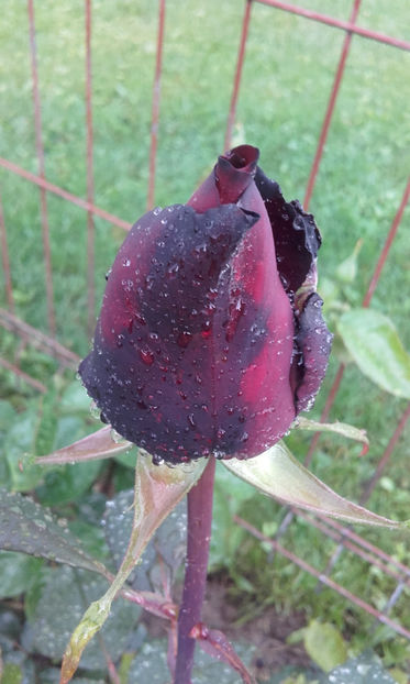  - BLACK BACCARA Meilland 2