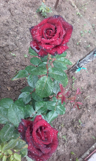  - BLACK BACCARA Meilland 2