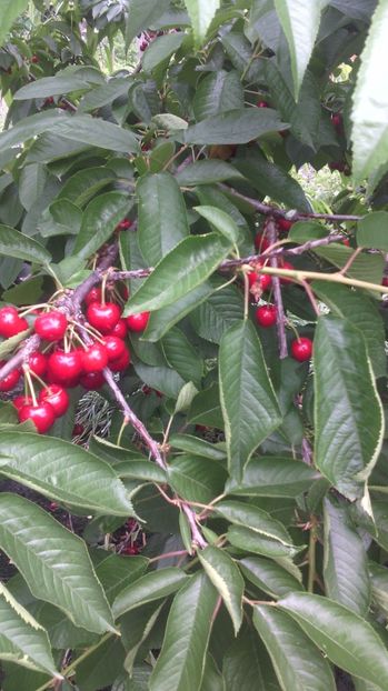 Cireșe - Flori de gradina 2017