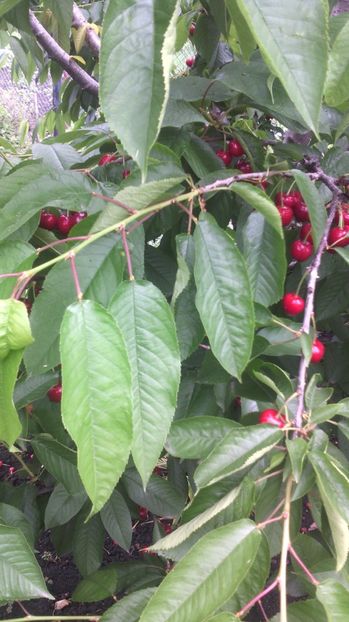  - Flori de gradina 2017