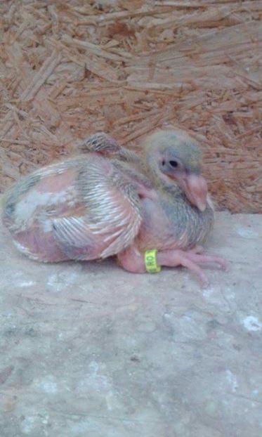 09 - Tineret AGH 2017