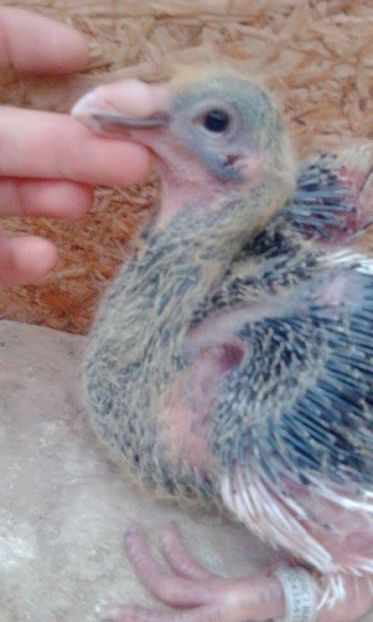 07 - Tineret AGH 2017