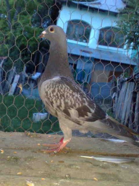 116 - X-Porumbei vinduti