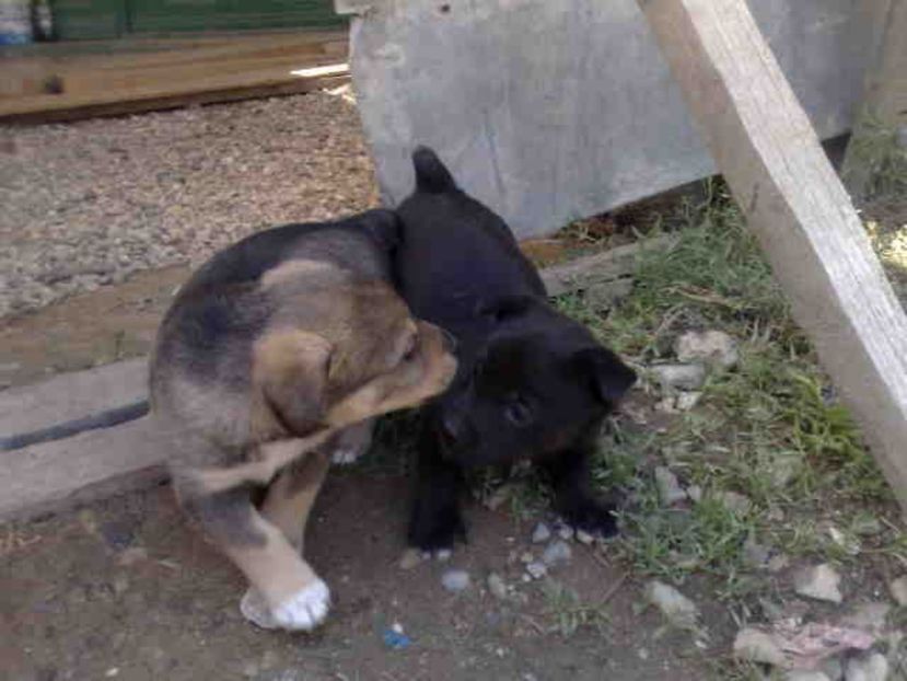  - Caini de sobolani-dihori-paza