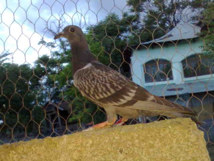 117 - X-Porumbei vinduti