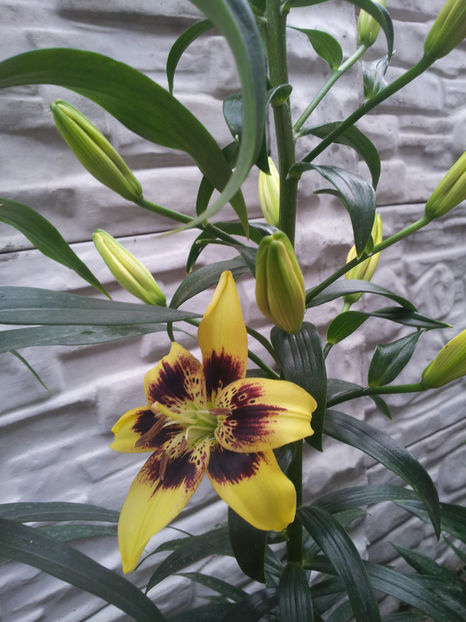  - Primavara - Vara 2017