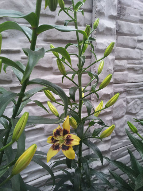  - Primavara - Vara 2017