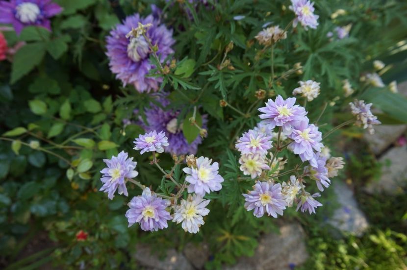 Summer Skies - Geranium si alte perene