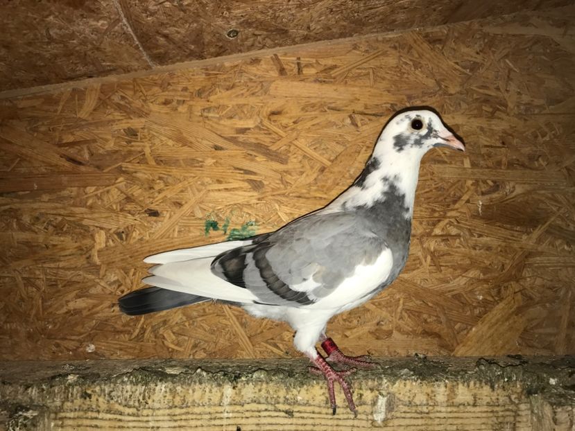 Martha van Geel - Pui voiajori 2017