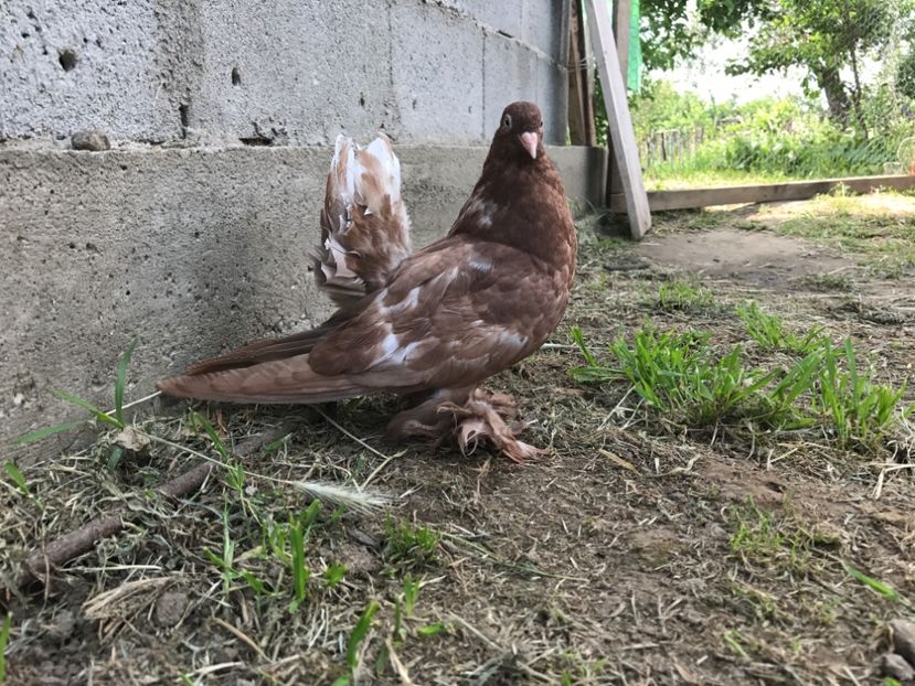  - Pui voltati indieni 2017