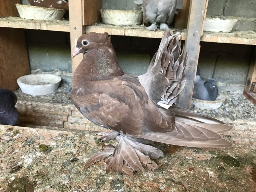  - Pui voltati indieni 2017