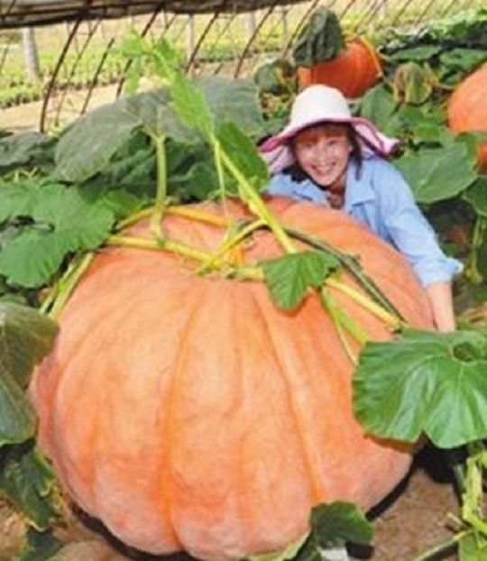 Atlantic Giant Pumpkin seeds - Atlantic Giant Dovleac - cucurbita maxima