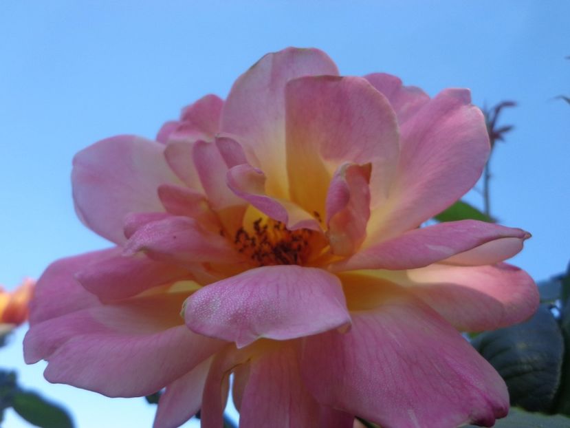  - Bucurii in gradina