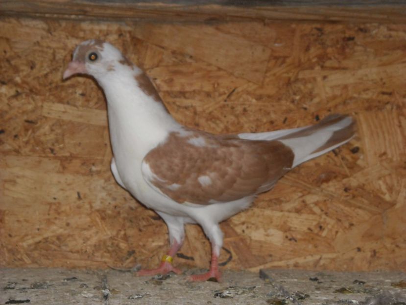 cazator 2017 - PUISORI  2017