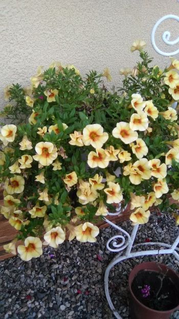 Petunia galbenă - FLORI GRADINA DE VIS 2017