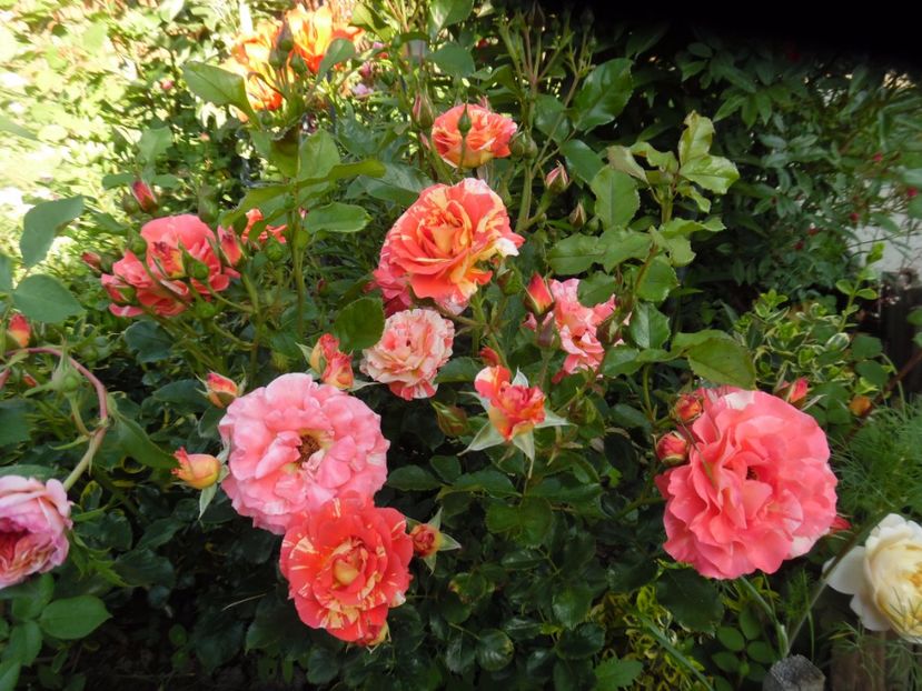  - Meilland Sorbet Fruite