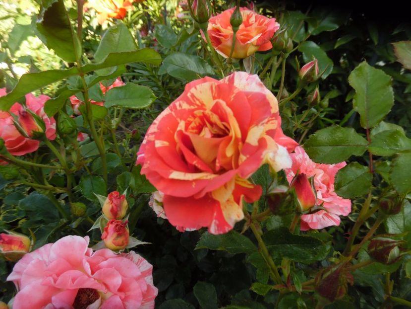  - Meilland Sorbet Fruite