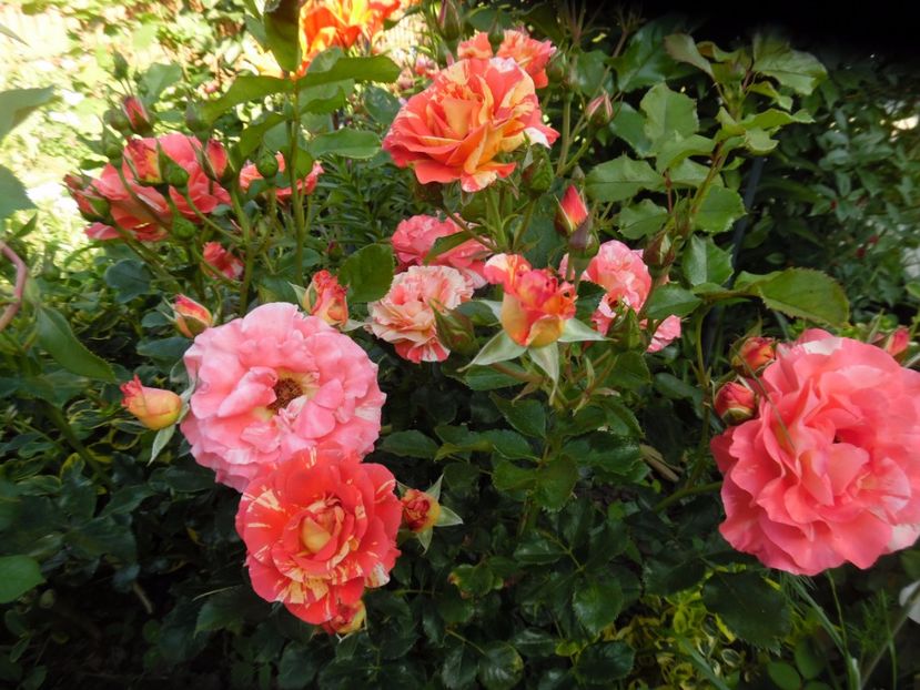  - Meilland Sorbet Fruite