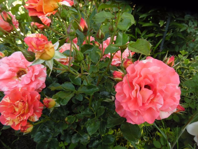  - Meilland Sorbet Fruite