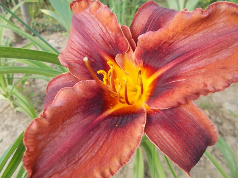  - Hemerocallis 2017