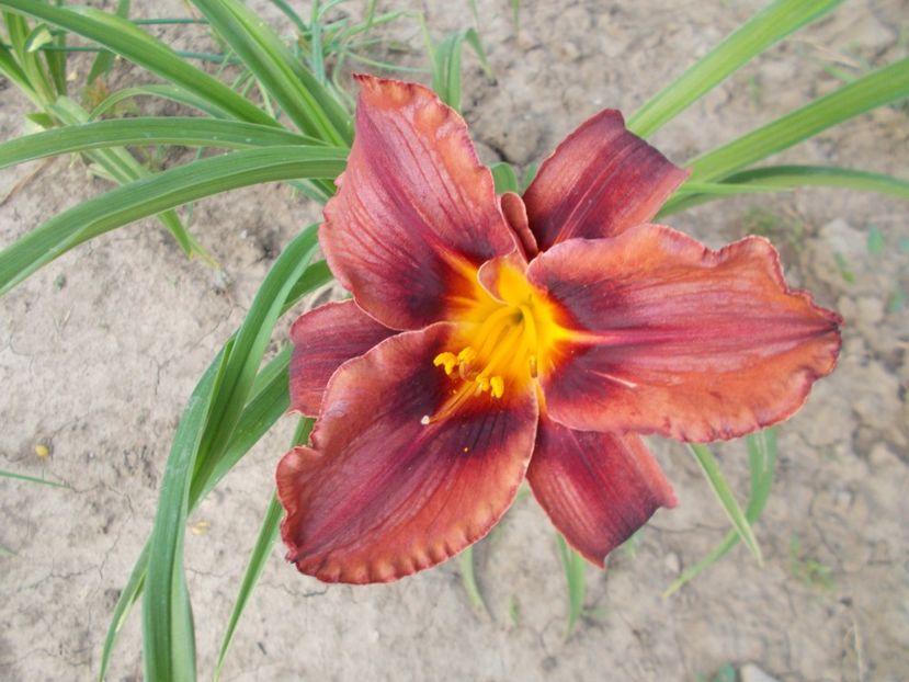  - Hemerocallis 2017