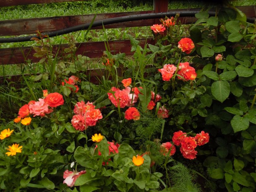  - Meilland Sorbet Fruite