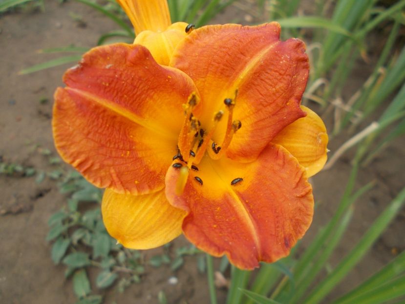  - Hemerocallis 2017