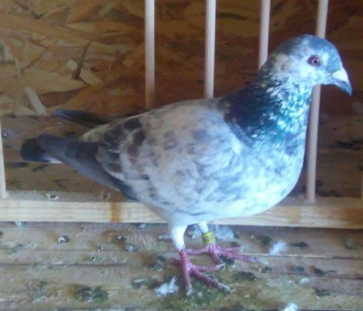 Mascul 2016-956...-Targoviste - Porumbei vanduti