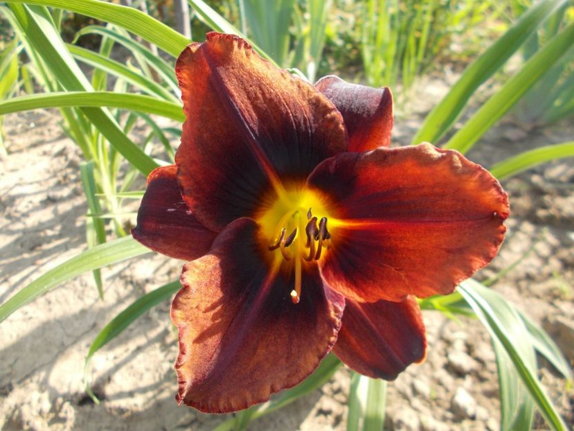  - Hemerocallis 2017