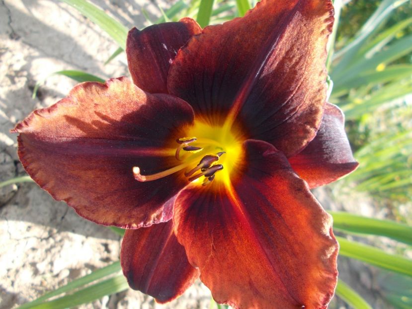  - Hemerocallis 2017