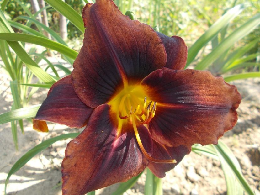  - Hemerocallis 2017