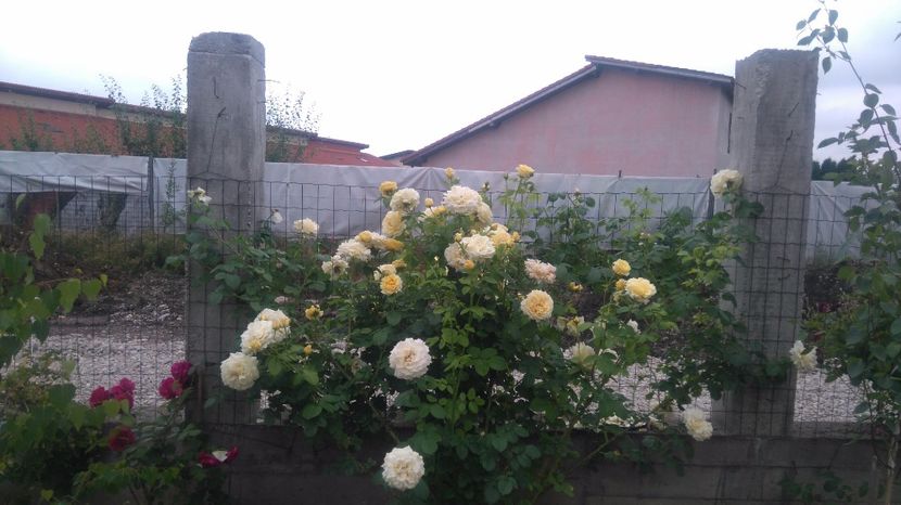  - Cyrano de Bergerac