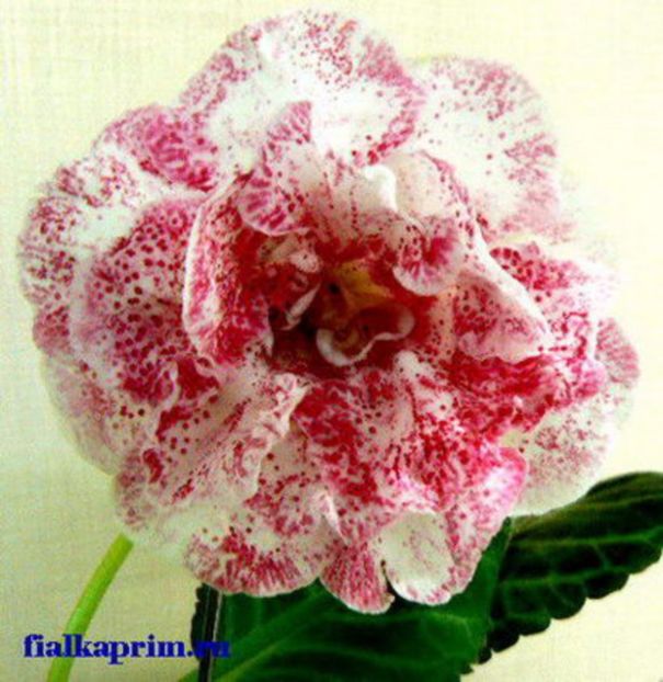 Pearl Shifon - Gloxinii pe care doresc sa le recuperez
